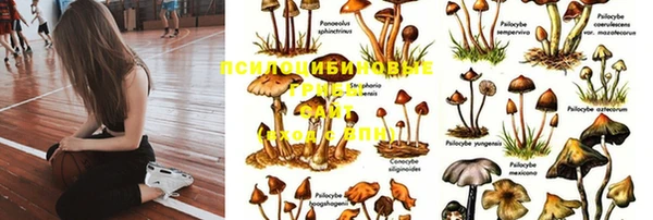 гидра Абаза